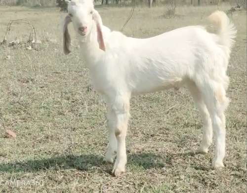Hansa Goat