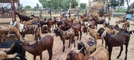 All goat breed available — photo 2