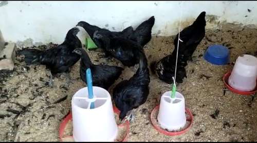 36 Hen Available