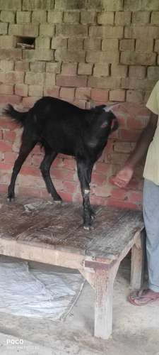 Desi  Goat