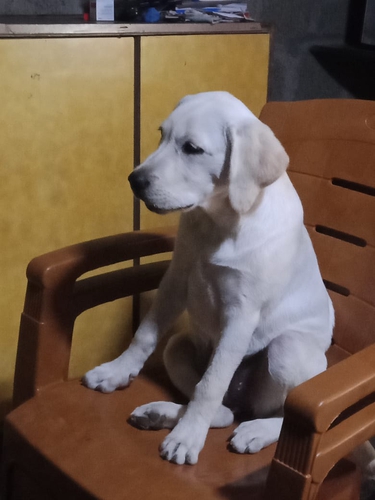 Labrador puppy — photo 3