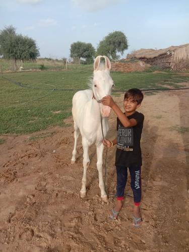 Nukra baby horse
