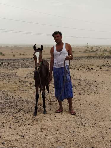 Sindhi Baby Hourse — photo 2