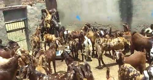 Sirohi Goat — photo 2