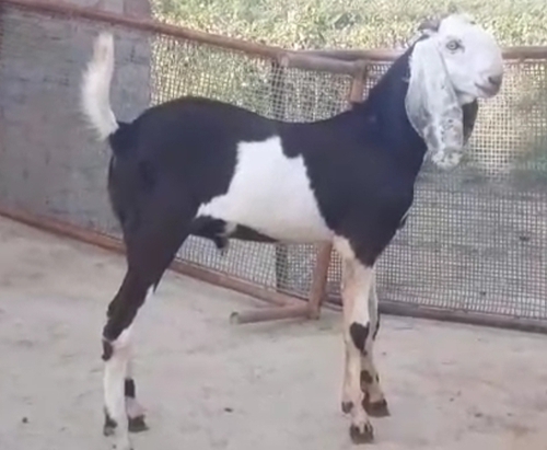 Beetal Bakra — photo 3