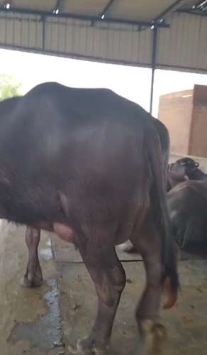 Female calf Buffalo — photo 2