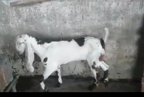 Haydrabadi Goat — photo 2
