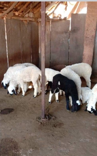 Sheep — Sheep, Ajmer, India