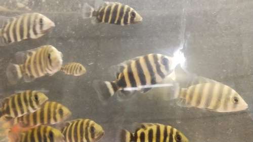 Checklet Fish — photo 3