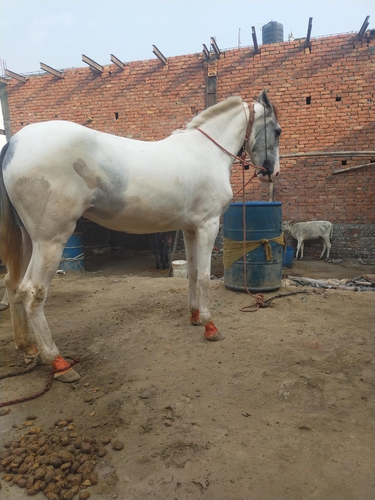 Nukra Horse — photo 2