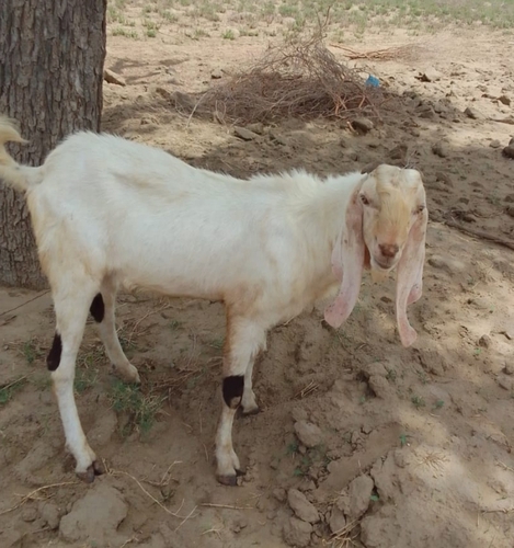 Sojat Goat  — photo 3