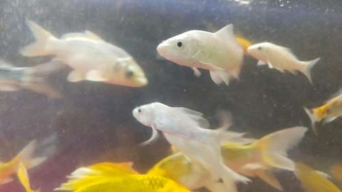 Milki koi Fish — photo 2