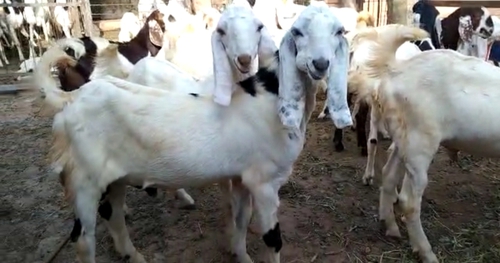 Sojat Goat — photo 2