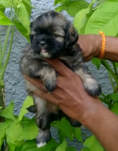 Lasha apso puppy — photo 4