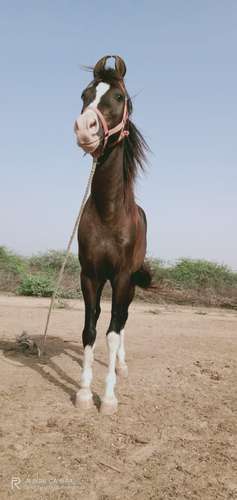 Marwadi & Sindhi Mix Horse — photo 3