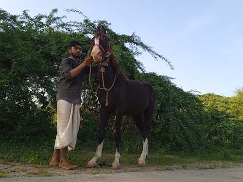 Marwari Horse — photo 3