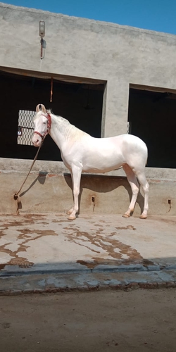 Marwari Horse — photo 3