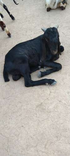 Goat — photo 6