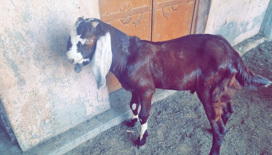 Antique Goat's  — photo 2