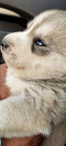Husky Puppy
