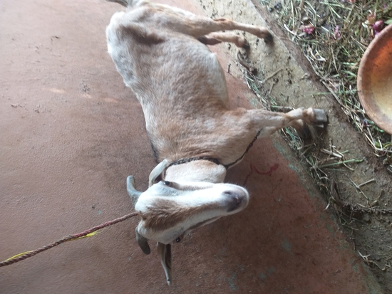 Desy goat — photo 4