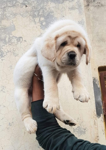Labrador puppy — photo 2