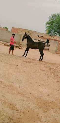 Horse suraj da baccha rajasthani — photo 3