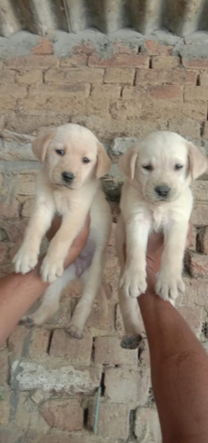 Golden Labrador