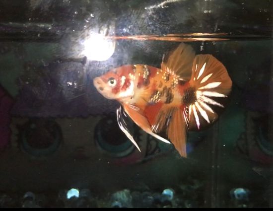 Nemo copper