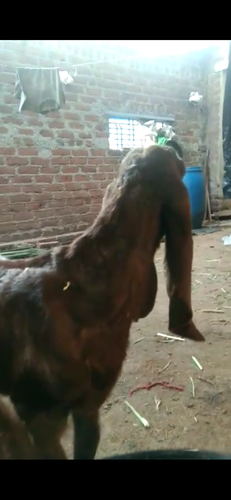 Haidrabadi 2 male goat — photo 2