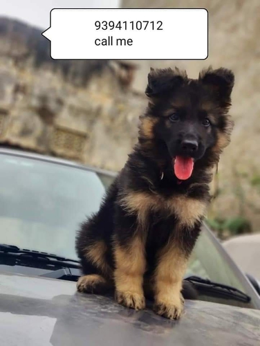 German Shepherd & Labra Puppy — photo 2