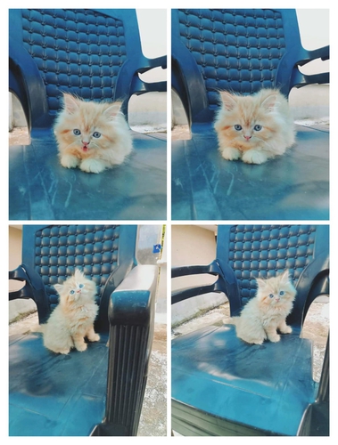 Male kittens