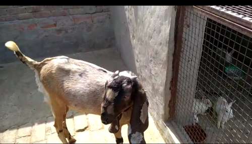 Beetal goat female — photo 3