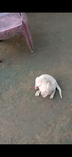 Labrador puppies — photo 2