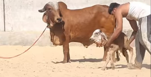 Gir cow  — Cow for sale in Kishangarh, Rajasthan , India 