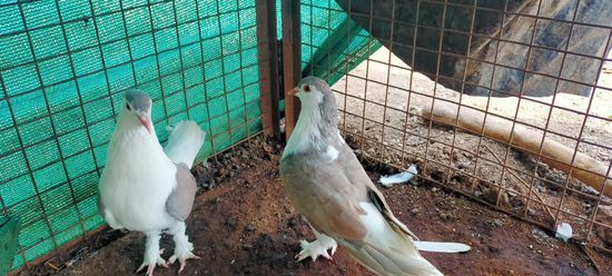 Live Stock Photos