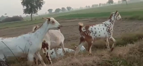 Barbari Goat — photo 2