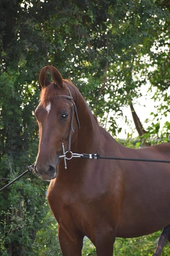 Marwari horse