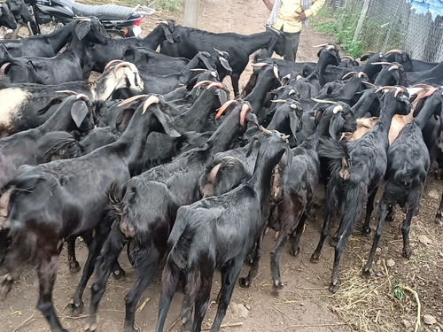 Osmanabadi Goat  — photo 3