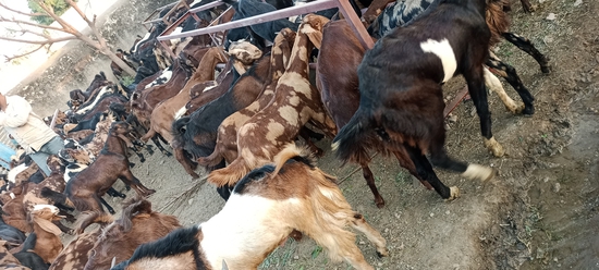 MP GOAT FARM AJMER RAJASTHAN CONTACT 6375303945 — photo 4