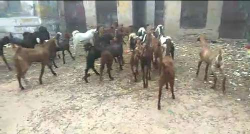 Sirohi Goat — photo 2