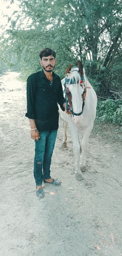 Female horse with baby — photo 2
