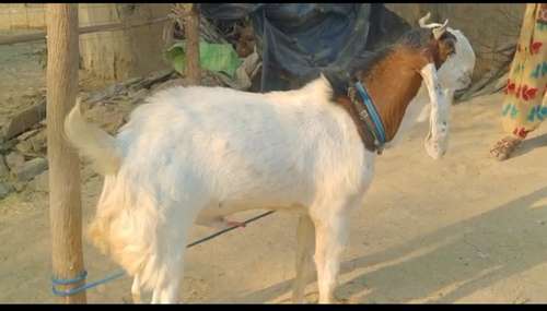 Kota Goat — photo 6