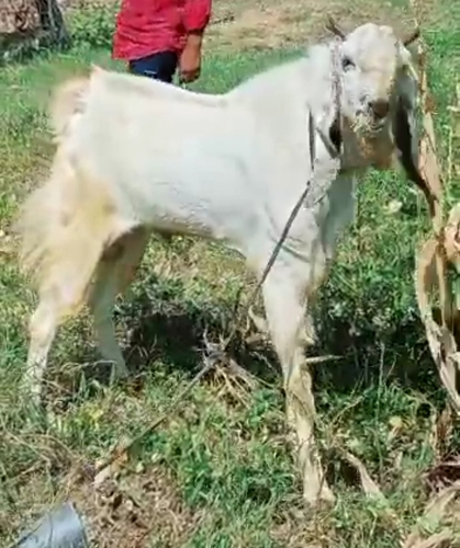Kota Goat  — photo 2