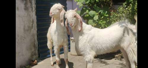 Hansa Goat (Jodi)  — photo 5