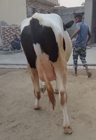Cow