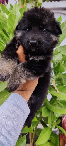 German Shepherd Puppy