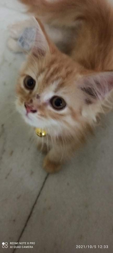 Persian cat — photo 2