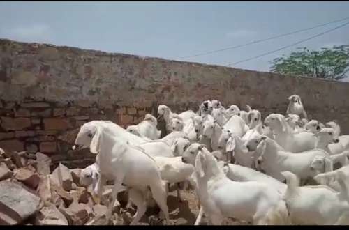 Sojat Goat — photo 3