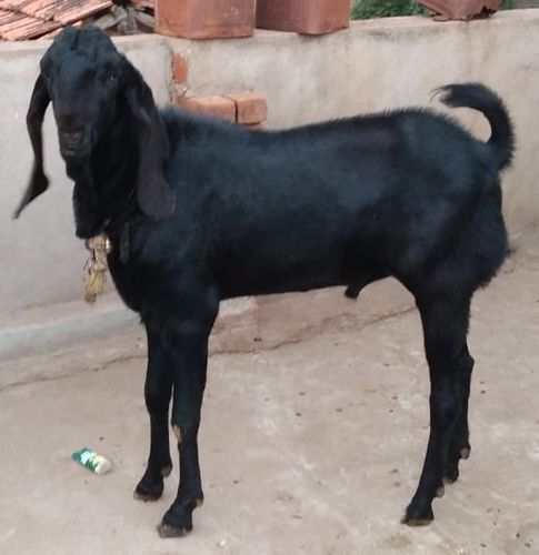 Black Beatle Male